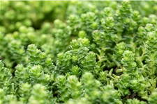 Sedum acre