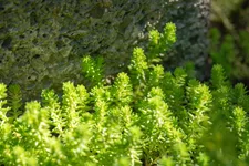 Sedum acre