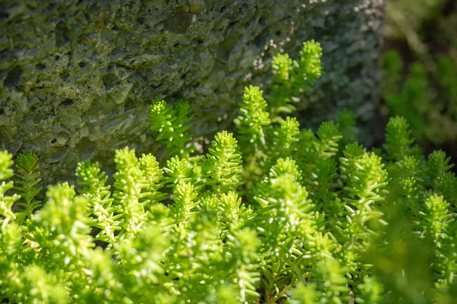 Sedum acre