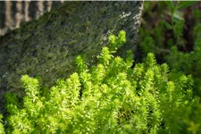 Sedum acre