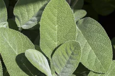 Salvia officinalis