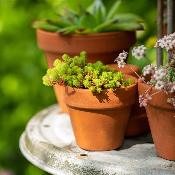 Sedum acre