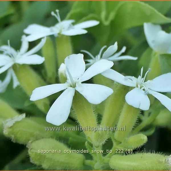 Saponaria ocymoides 'Snow Tip'