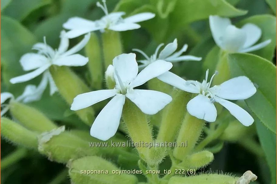 Saponaria ocymoides 'Snow Tip'