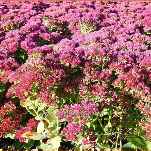 Sedum telephium 'Indian Chief'