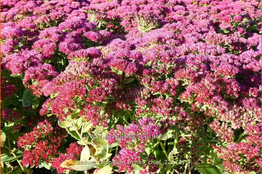 Sedum telephium 'Indian Chief'