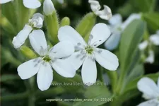 Saponaria ocymoides 'Snow Tip'
