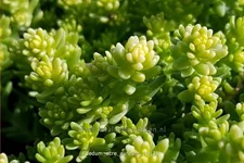 Sedum acre 'Aureum'