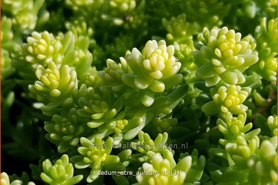 Sedum acre 'Aureum'