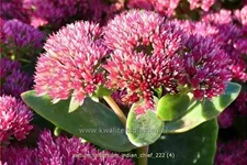 Sedum telephium 'Indian Chief'