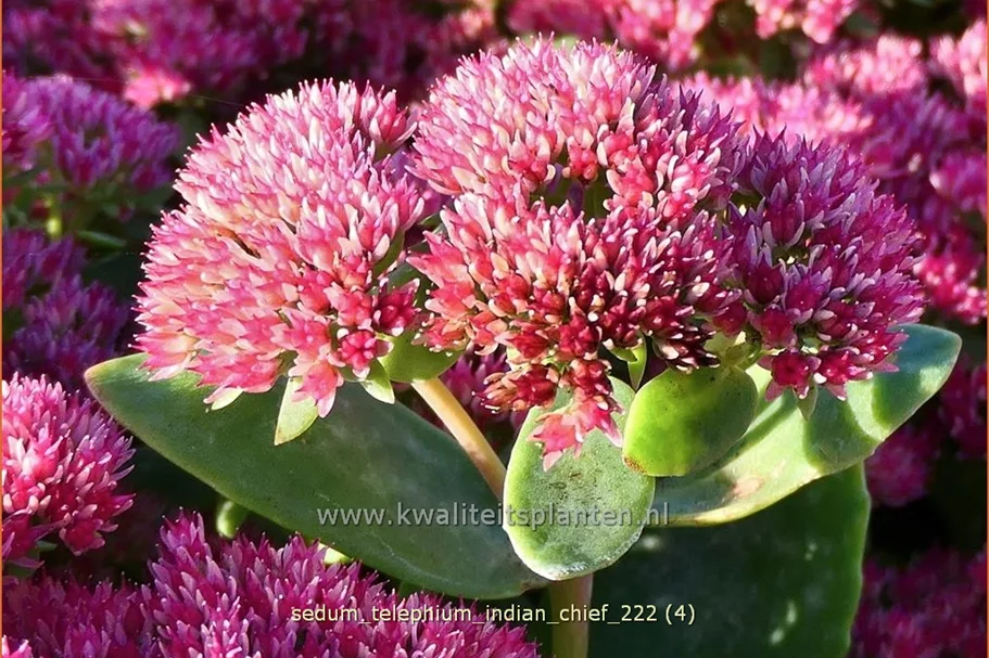 Sedum telephium 'Indian Chief'