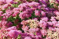 Sedum telephium 'Indian Chief'