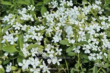 Saponaria ocymoides 'Snow Tip'