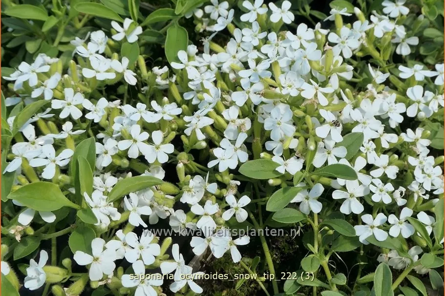 Saponaria ocymoides 'Snow Tip'