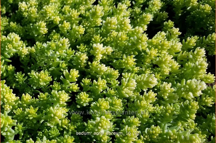 Sedum acre 'Aureum'