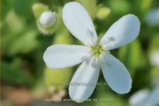 Saponaria ocymoides 'Snow Tip'