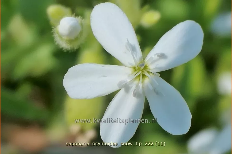 Saponaria ocymoides 'Snow Tip'