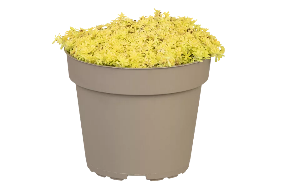 Sedum acre 'Aureum'