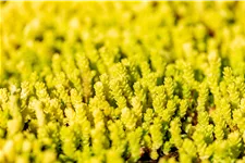Sedum acre 'Aureum'