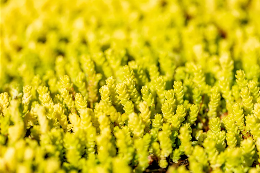 Sedum acre 'Aureum'