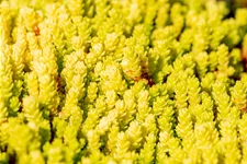 Sedum acre 'Aureum'