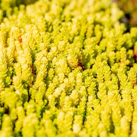 Sedum acre 'Aureum'