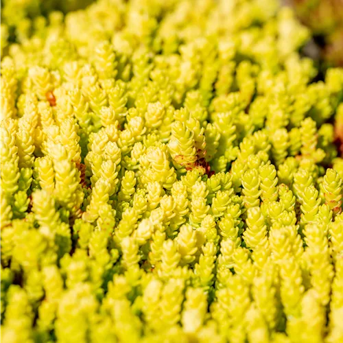 Sedum acre 'Aureum'