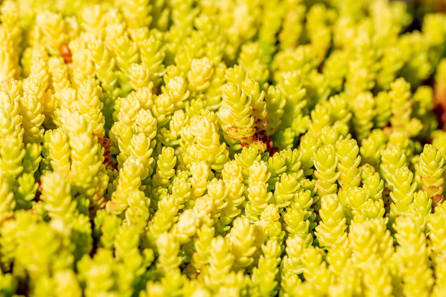 Sedum acre 'Aureum'