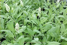 Salvia officinalis 'Albiflora'