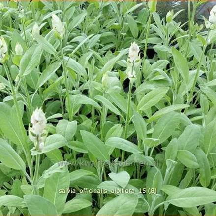 Salvia officinalis 'Albiflora'