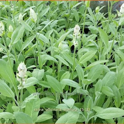 Salvia officinalis 'Albiflora'