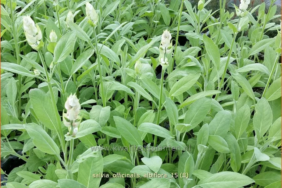 Salvia officinalis 'Albiflora'