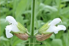 Salvia officinalis 'Albiflora'