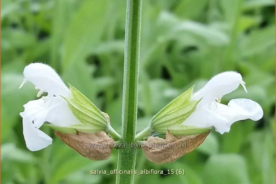 Salvia officinalis 'Albiflora'