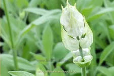 Salvia officinalis 'Albiflora'