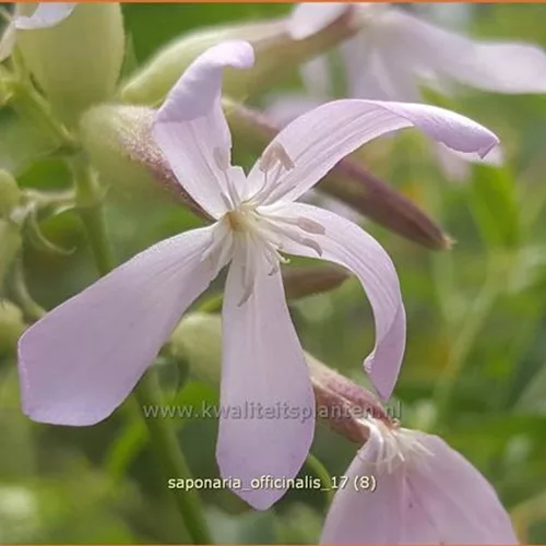 Saponaria officinalis