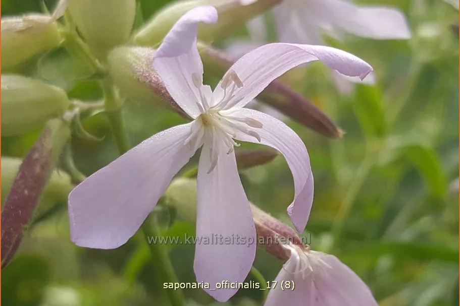 Saponaria officinalis