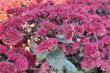 Sedum telephium 'Seduction Rosé Soirée'