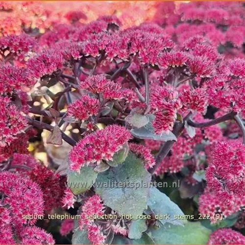 Sedum telephium 'Seduction Rosé Soirée'
