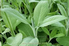 Salvia officinalis 'Albiflora'