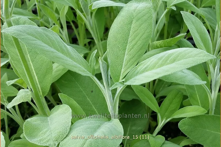Salvia officinalis 'Albiflora'