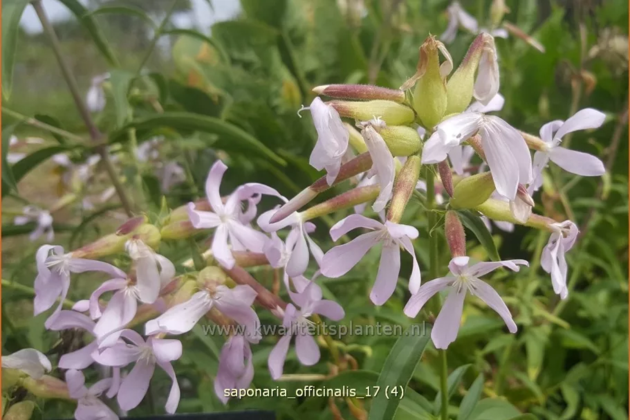 Saponaria officinalis