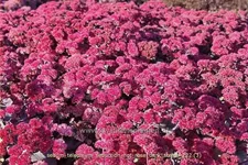 Sedum telephium 'Seduction Rosé Soirée'