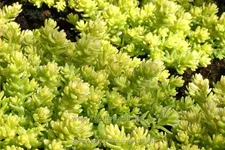 Sedum acre 'Yellow Queen'