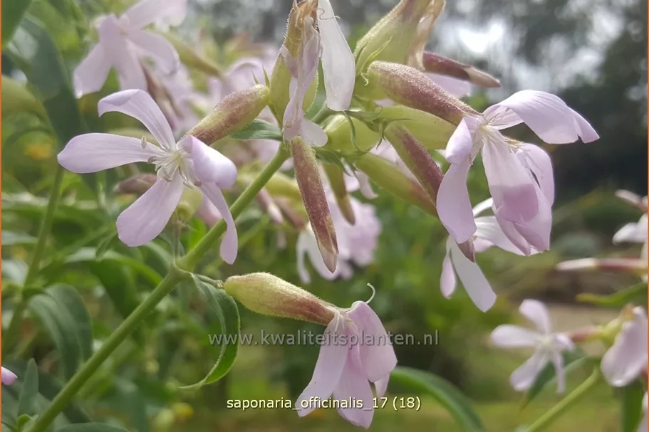 Saponaria officinalis