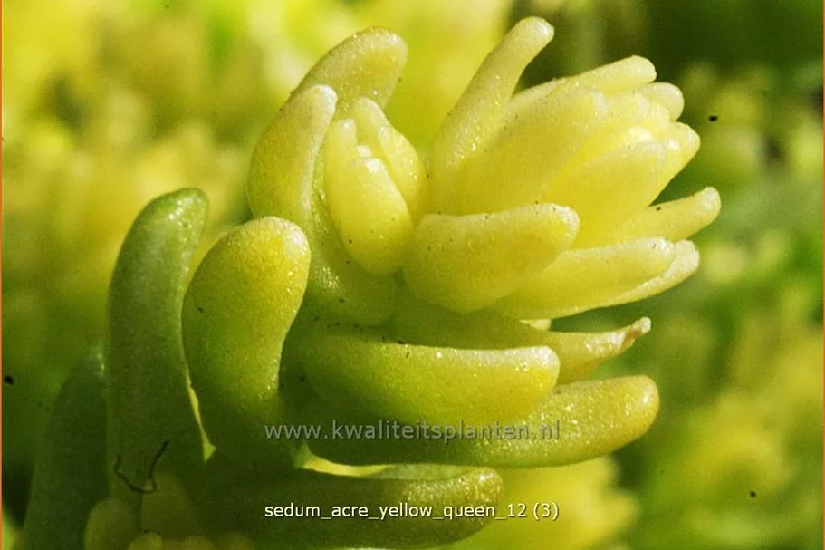 Sedum acre 'Yellow Queen'