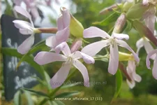 Saponaria officinalis