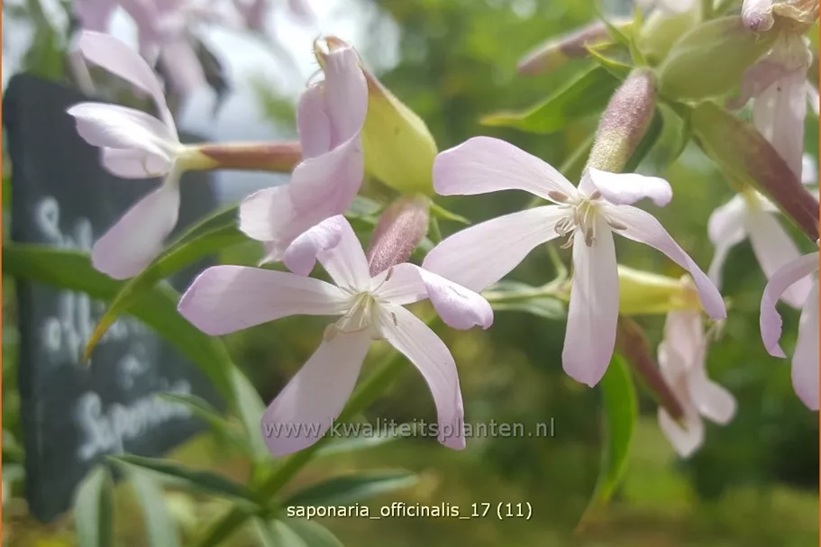 Saponaria officinalis