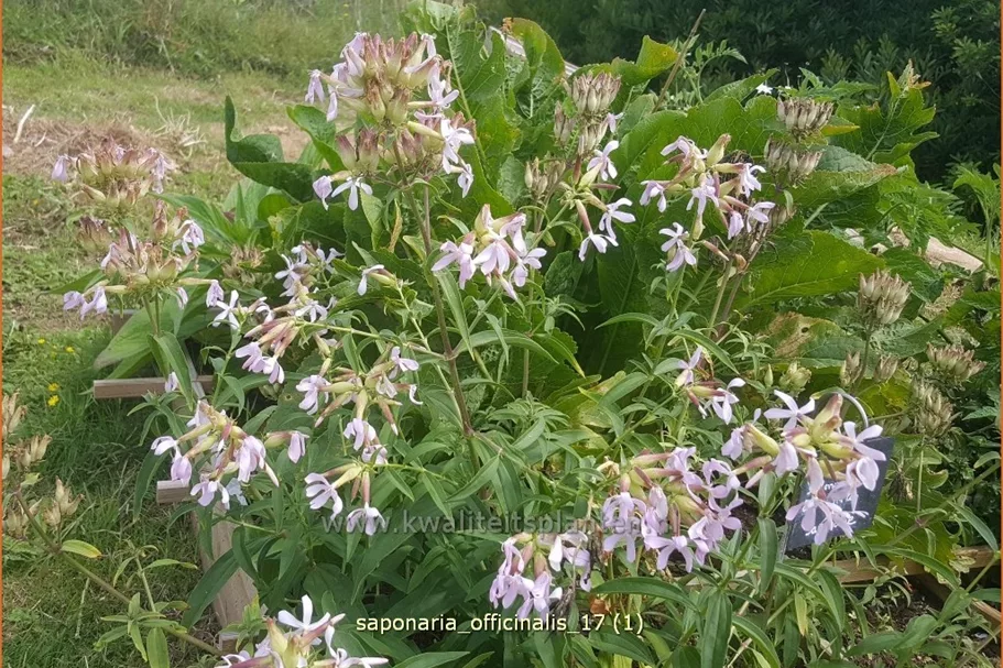 Saponaria officinalis