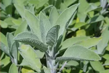 Salvia officinalis 'Berggarten'